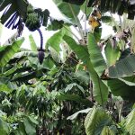 La rete vendita Artebianca alla scoperta delle piantagioni del Madagascar
